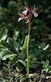 Hybrid aus Anacamptis papilionacea und Anacamptis morio subsp. longicornu