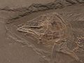 Cranio fossile di Saurostomus esocinus