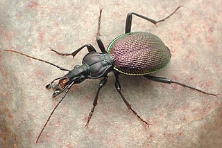 <i>Scaphinotus marginatus</i> Species of beetle