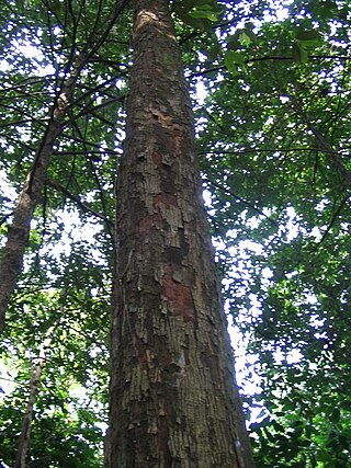 <i>Scaphium macropodum</i> Species of tree