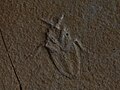 Mesobelostomum deperditum (syn. Scarabeides deperditus), Belostomatidae, Tithonien (Jurassique supérieur, −150 à −145 millions d'années), Musée Teyler (Haarlem, Pays-Bas).