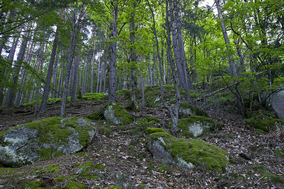 Mittlerer Schwarzwald bei Hornberg und Schramberg