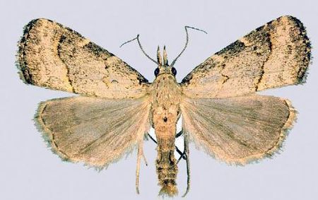 Schrankia separatalis