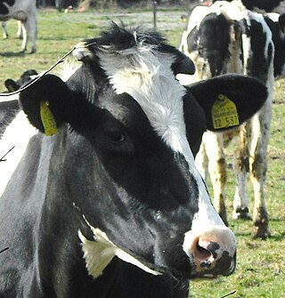 <span class="mw-page-title-main">German Black Pied cattle</span> Breed of cattle