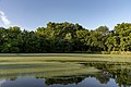* Nomination Hickory Picnic Area Pond -- Sixflashphoto 03:10, 10 July 2018 (UTC) * Promotion Enchanting landscape. Good quality. -- Johann Jaritz 03:19, 10 July 2018 (UTC)