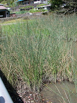 Scirpus tabernaemontani hutoi01.jpg