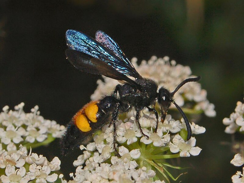 Scolia (wasp) - Wikipedia