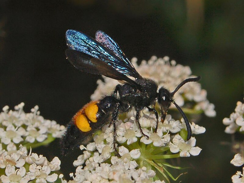 File:Scoliidae - Scolia hirta - male.JPG