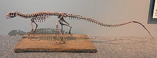 <i>Scutellosaurus</i> Extinct genus of dinosaurs