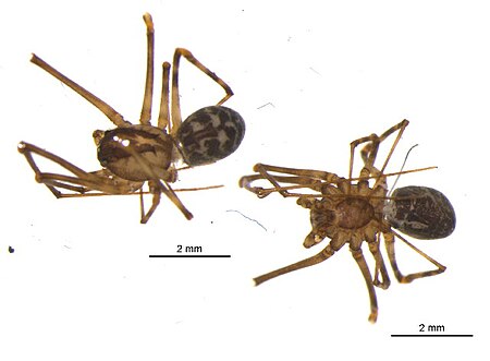 Scytodes redempta