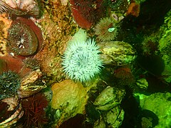 Sea anemones