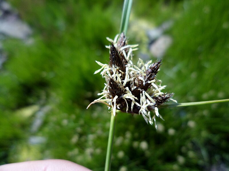 File:Sea club-rush (Scirpus maritimus) flower details.JPG