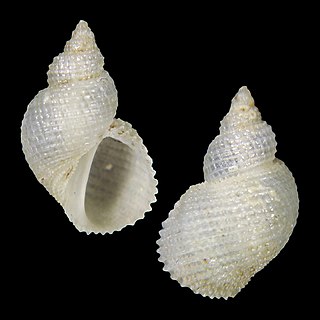 <i>Macromphalus backeljaui</i> Species of gastropod