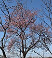 P287 修禅寺紅寒桜 Shuzenjibenikanzakura 全体の写真