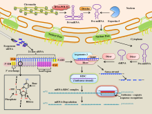 A schematic of the mechanism for siRNA and miRNA gene regulation in vivo. SiRNA mechanism.svg