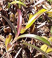 Bulbophyllum caespitosum habitus