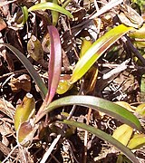 Bulbophyllum caespitosum