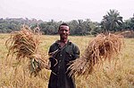 Thumbnail for Agriculture in Sierra Leone