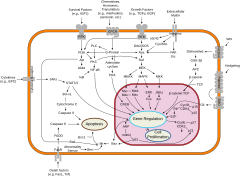 An overview of major signal transduction pathways. Signal transduction pathways.svg