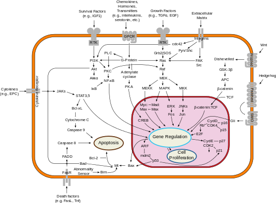 Overview of signal transduction pathways involved in apoptosis. Signal transduction pathways.svg