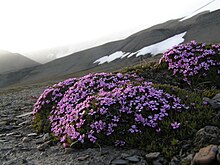 Silene acaulis (Silene acaulis) sur Barentsøya