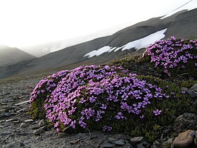 Tuelimurt i Svalbard