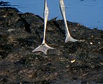 Olikt andra arter av vadare, har Skärfläckan simhud, och kan simma obehindrat.