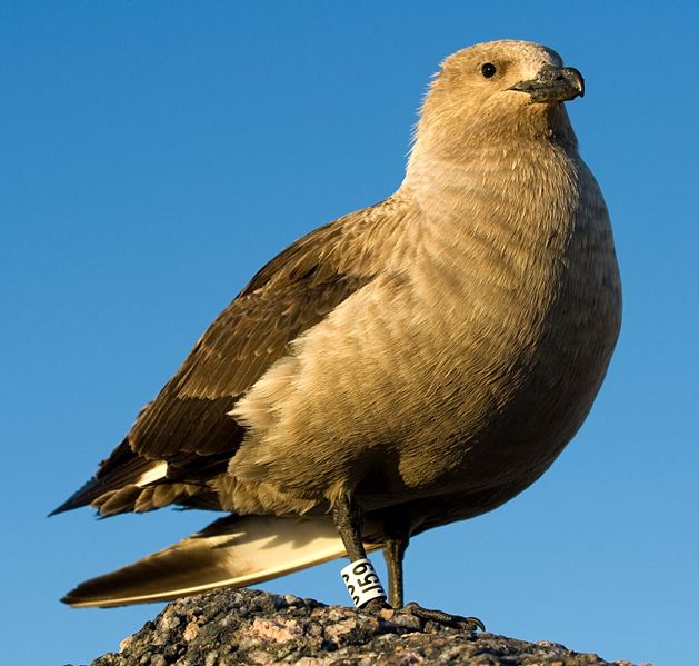 File:Skua antarctique - South Polar Skua.jpg