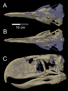 <i>Andalgalornis</i> Extinct genus of birds