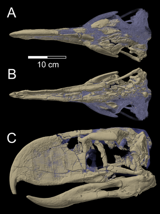 <i>Andalgalornis</i> Extinct genus of birds