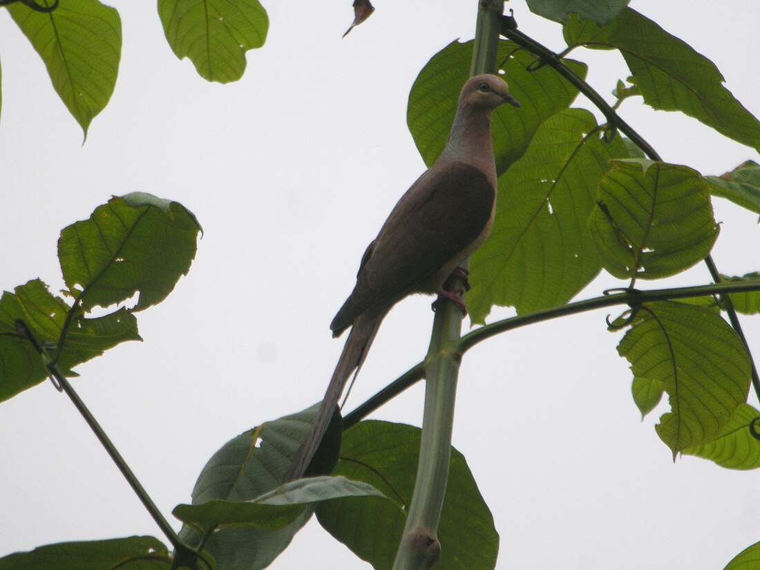 Macropygia amboinensis