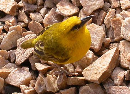 Slender billed weaver.jpg