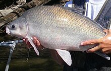 Smallmouth buffalo, Ictiobus bubalus Smallmouth buffalo.JPG