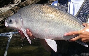 Smallmouth buffalo.JPG