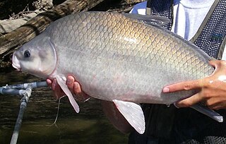 <span class="mw-page-title-main">Smallmouth buffalo</span> Species of fish