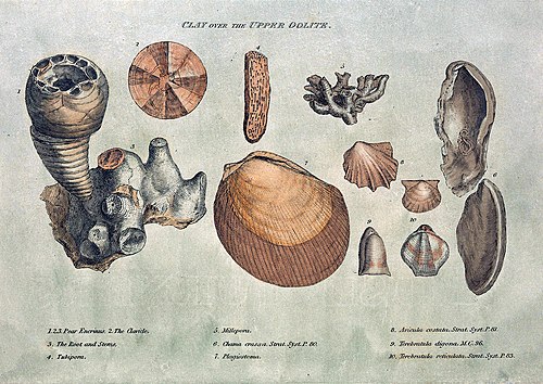 איור מאובנים מתוך "זיהוי שכבות סלע בעזרת מאובנים של בעלי חיים" של ויליאם סמית משנת 1816