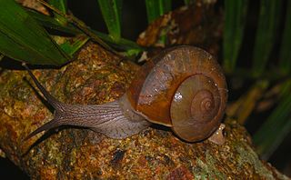 Dyakia (gastropod)