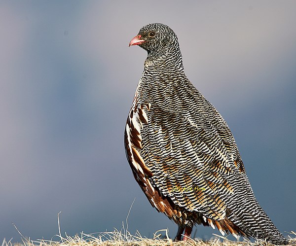 Image: Snow Partridge At Tungnath Uttarakhand India