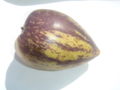 Solanum muricatum.jpg