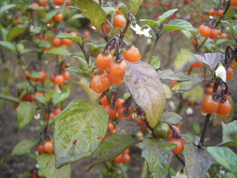 File:Solanum triflorum 01-10-2005 11.11.40.JPG