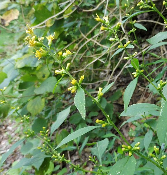 File:Solidago flexicaulis.jpg