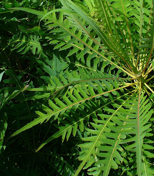 File:Sonchus palmensis 003.JPG