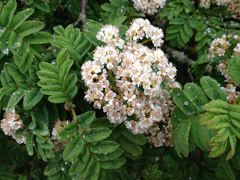 File:Sorbus maderensis flowers and foliage.jpg