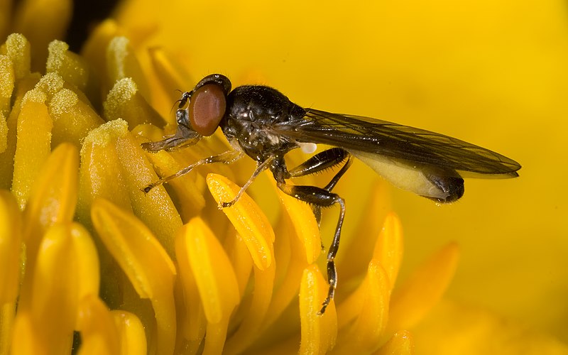 File:Sphegina montana Richard Bartz.jpg