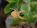 * Nomination Garden Spider, ventral view -- Alvesgaspar 23:52, 22 November 2010 (UTC) * Promotion Good --George Chernilevsky 20:37, 23 November 2010 (UTC)