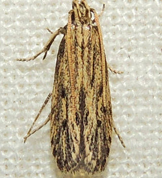 <i>Spinitibia</i> Genus of moths