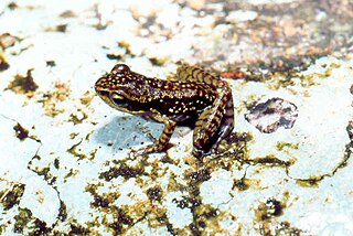 <i>Spinomantis bertini</i> species of amphibian