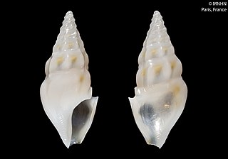 <i>Splendrillia intermedia</i> Species of gastropod