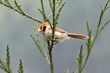 Spot-breasted Parrotbill (Paradoxornis guttaticollis) (8077150402).jpg