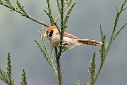 Spot-breasted Parrotbill (Paradoxornis guttaticollis) (8077150402). 
 jpg